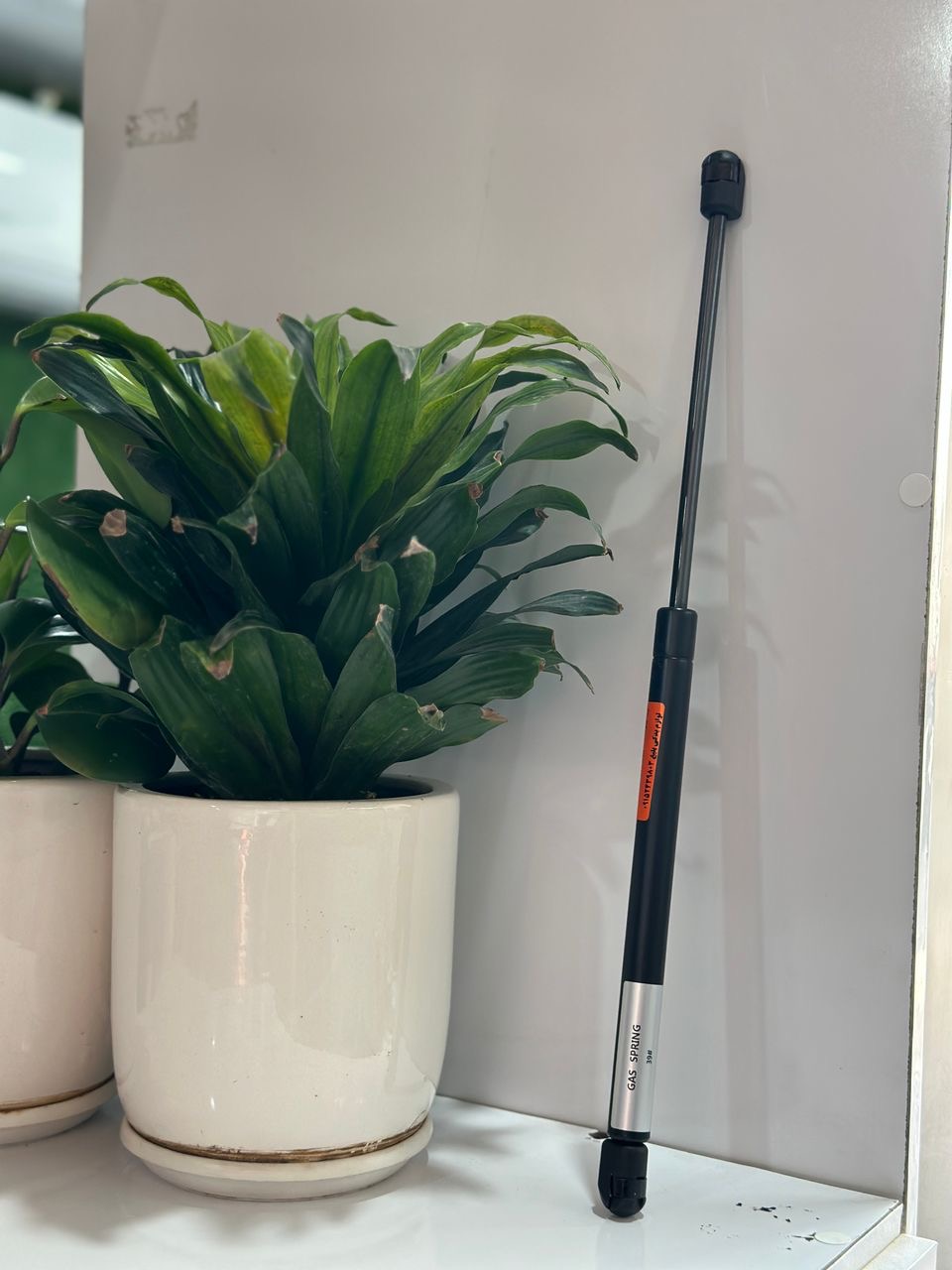 جک کاپوت رنوT تایوان